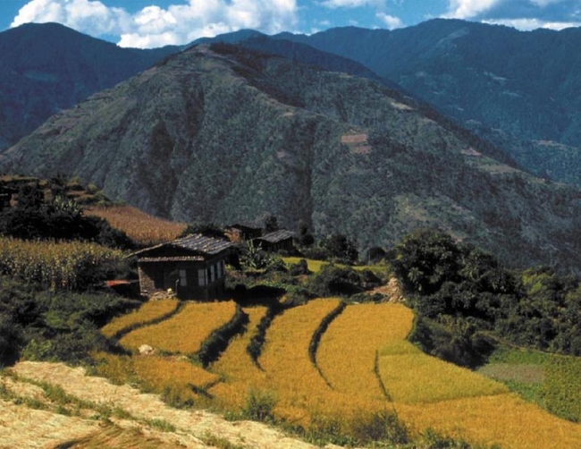 Central to making farming more environmentally friendly, and so preserving and restoring such magnificent landscapes as this one in Bhutan, is the application of integrated pest management. This includes adopting farm practices that encourage the natural enemies of insect pests, such as spiders ), and so eliminating the market for toxic and often misapplied pesticides. (Photo: Gene Hettel)