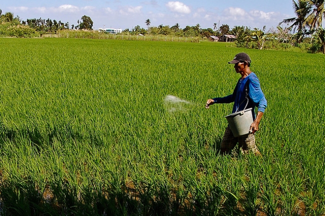 Many farmers of irrigated rice apply excess N during early crop growth, when crop demand for N is small, and then insuffi cient N at later growth stages such as panicle initiation, when crop demand for N is large. (Photo: IRRI)