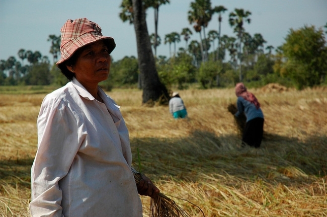 CAMBODIAN RICE FARMER, Marie, is participating in a field trial that should enable her and her fellow farmers to grow more rice while saving money and resources that can be invested in other crops. (Photo: Lehame Fountain)