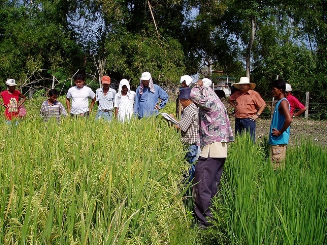 FARMERS at Tarlac, Philippines, give feedback to researchers on new IRRI aerobic rice varieties in 2003. IRRI screens thousands of potential aerobic rice varieties under stressful conditions every dry season. (Photos: Gary Atlin)