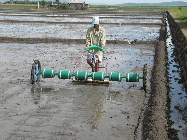 A PLASTIC DRUM SEEDER holds six or eight perforated cylindrical drums housing pregerminated seeds that are dropped in rows as the seeder is easily pushed or pulled along by a single person — like Filipino farmer Jimmy Gonzales — at walking pace. (Photo: Ma. Romilee Bool)