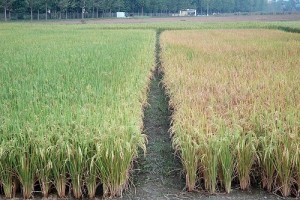 Direct-Seeded rice (right) matures 3–4 weeks earlier than transplanted rice (left), and so is more likely to avoid damaging early-season drought and increase farmers’ chances of successfully growing a subsequent nonrice crop. (Photo: Adam Barclay)