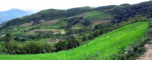 A sweeping view across mountains in northern Vietnam takes in all the components of the rice landscape: upland rice planted on steep slopes, paddy rice, nonrice crops, forest, and fallow areas that have been cleared for future use. (Photo: Sushil Pandey)