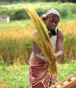 A woman threshes rice in Benin. (Photo: R. Raman)