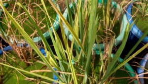 The reaction of different rice varieties to a highly virulent form of RYMV collected at Parakou, Benin. Although some lines were killed, others showed only typical symptoms on their leaves. (Photo: Yacouba SÉrÉ)