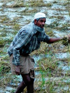 Nasiruddin Khan harvests what is left of his rice crop after it was devastated by Cyclone Sidr in November 2007. (Photo: Adam Barclay)