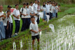 High school students at the Binulasan Integrated School in Quezon, Philippines, are all smiles during a hands-on exercise on pest management in their school’s rice paddy. (Photo: Jose Raymond Panaligan)