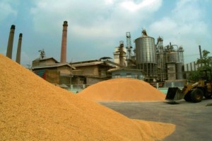 Mounds of rice at a parboiling rice mill. (Photo: Ariel Javellana)