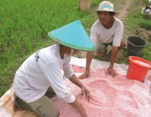 FARMERS IN INDONESIA mixing fertilizer (potassium chloride and urea) for application to rice at panicle-initiation stage. (Photo: Monina Escalada)