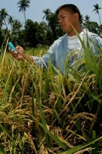 A farmer uses his cellular phone to relay messages of a good planting season.Improvement in communication tools significantly helps farmers in trading their yield.