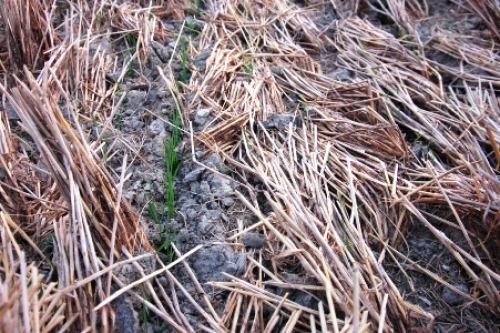 Global wheat production has plummeted due to extreme weather conditions.