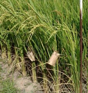 A GSR variety performing excellently under severely water stressed rainfed lowland conditions in Sri Lanka. (Photo: Rice Research and Development Institute)