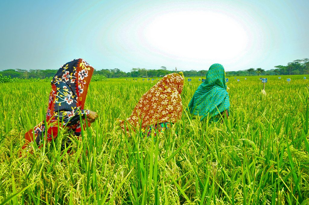 Women rice farmers in Bangladesh (Photo: IRRI)