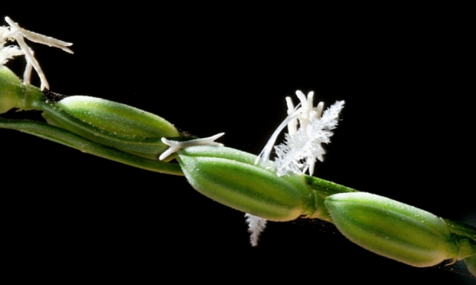 The wild relatives of rice are repositories of important traits that help breeders improve rice. (Photo: IRRI)