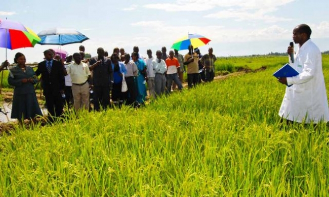 Dr. Joseph Bigirimana, liaison scientist, hosts a visit of officials at an IRR I site in Burundi. (Photo: Nduwimana Julien)