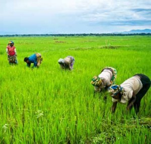 Ex-combatant women in Burundi are learning to grow rice through IRRI. (Photo: Nduwimana Julien)