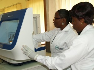 Young Africans, such as Mounirou Sow from Niger, who have been trained in the AfricaRice biotechnology laboratory are dedicated to applying molecular breeding and transferring the technology to other staff members in their respective countries. (Photo: R. Raman/AfricaRice)