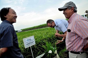 Dr. Cesar  Martinez (far right) shows CIAT's experimental rice fields to GRiSP scientists. (Photo: Neil Palmer, CIAT)