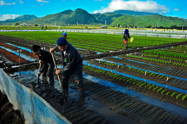 IRRI scientists getting down and dirty for Rice Survivor. Photo: Isagani Serrano