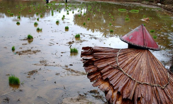 flooded rice field