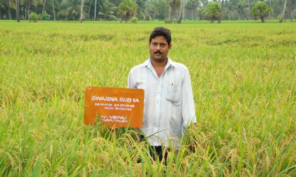 SWARNA SUB1, a  submergence-tolerant variety, has been adopted by many farmers in countries such as India and Bangladesh. (Photo: STRASA-India)