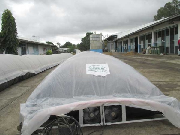 The air pressure from the ventilators holds up the polyethylene plastic sheet over the rice grains. (Photo: Ana Salvatierra)