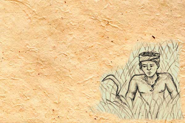 Illustration of a young boy from the Ao Naga tribe learning the true value of rice