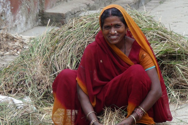 THE STRAW of Sahbhagi dhan, a drought-tolerant rice, is a popular cattle feed. (Photo: Lanie Reyes)