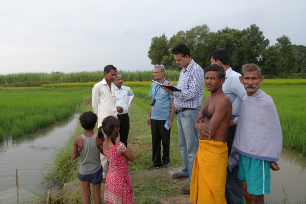 SUDHANSHU SINGH (in checkered shirt) talks with the farmers in a village in Odisha to monitor the performance of flood-tolerant Swarna-Sub1 (background) after it went through a flood