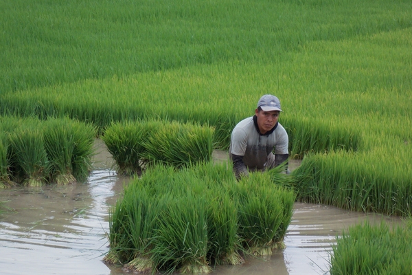 IMPROVED RICE lines ready for transplanting in Peru.  (Photo: CIAT)