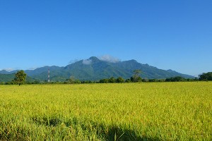 A FIELD of Milagro Filipino (IR8) in Nayarit State (star on map).