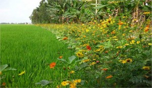 Healthy rice landscapes. Planting different types of flowering plants alongside rice can help encourage predators and parasitoids that prey on pests, including planthoppers. (Photo: KL Heong)