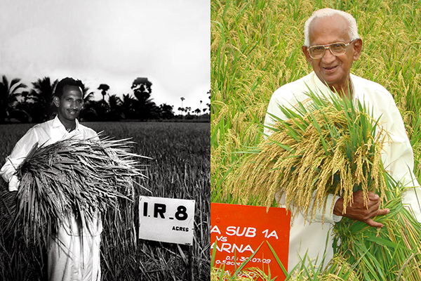 NEKKANTI SUBBA RAO helped kickstart both the first and second Green Revolutions in India by promoting and distributing IR8 in 1967 and Swarna- Sub1 in 2009. (Photos: IRRI ARCHIVES and Manzoor Hussain Dar, IRRI)