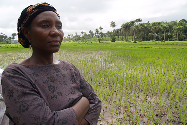 RICE IS the most important staple in Sierra Leone, and Liberia, however, the Ebola crisis threatens to undo the progress made in improving domestic production. (R RAMAN, AFRICARICE)