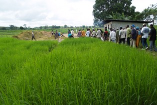 (Photo: R Raman, AFRICARICE)