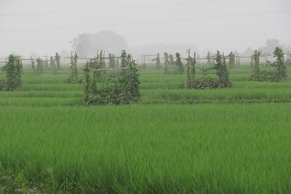 HIGH-DIVERSITY vegetation patches on an ecological engineering farm in Bukidnon, Mindanao, Philippines. (Photo: Finbarr Horgan)