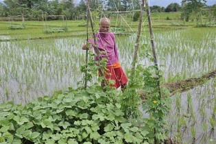 FARMER observes a vegetation patch with okra, mungbean, string bean, and bitter gourd within a rice landscape. (Photo: Finbarr Horgan)