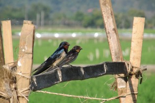 BARN SWALLOWS rest on a bamboo stake that supports string bean and bitter gourd growing on a rice bund in an ecologically engineered field. (Photo: Finbarr Horgan)