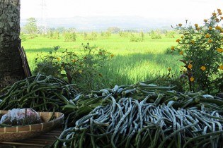 VEGETABLES PILED up on the table were produced in the high-diversity vegetation patches that can be seen interspersed among the ricefields in the background. The chemical-free vegetables and rice are highly sought after in local markets. (Photo: Finbarr Horgan)