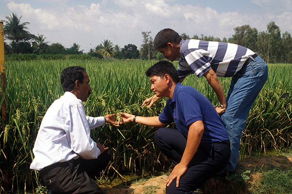 SINCE 1989 when ICAR implemented a national program on hybrid rice development, IRRI researchers have contributed much to improving this technology, which can greatly increase India’s rice production and farmers’ income. (Photo: Gene Hettel, IRRI)