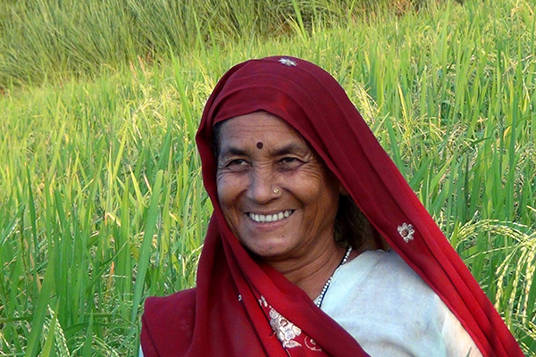 EAST INDIAN rice farmers are now meeting their food security needs with climate-smart varieties, such as drought-tolerant Sahbhagi dhan. (Photo: Lanie Reyes, IRRI)