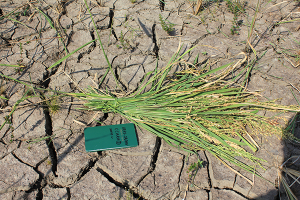 A CROPPING calendar based on accurate weather information could mean better rice yields for farmers. (Photo: K. Hayashi)