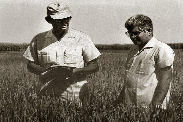 In 1965, the Indian Council of Agricultural Research (ICAR) appointed S.V.S. Shastry, a distinguished breeder and geneticist, as its first coordinator and project leader while the Rockefeller Foundation designated Wayne Freeman as the joint coordinator. Dr. Freeman also later served with distinction as IRRI’s first representative in India. (Photo: DRR)