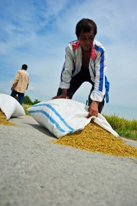 Filipino rice farmers have higher average crop yields than their counterparts in some top rice-exporting countries. (Photo: IRRI)