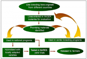 INGER primary mechanism of international nurseries