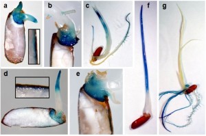 Thanks to the AG1—or OsTPP7—gene (shown in blue), rice seeds will be able to grow and survive when submerged in water up to 10 cm. (Photos: Tobias Kretzschmar)”