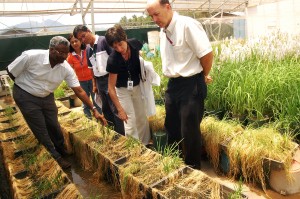 Rice Today Vol.5 No.4 page 28 From Genes to Farmers' fields.part of the image collection of the International Rice Research Institute (IRRI).