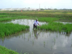 Rice Today Vol.8, No.2 page 26 Scuba Rice photographs.(IRRI Photo/CPS) part of the image collection of the International Rice Research Institute (IRRI).