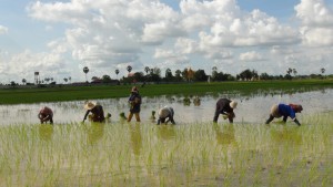 Rice transplanting in Kampong Speu province. 