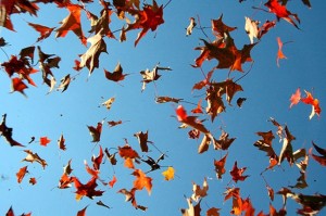 38. Fallen_leaves_11